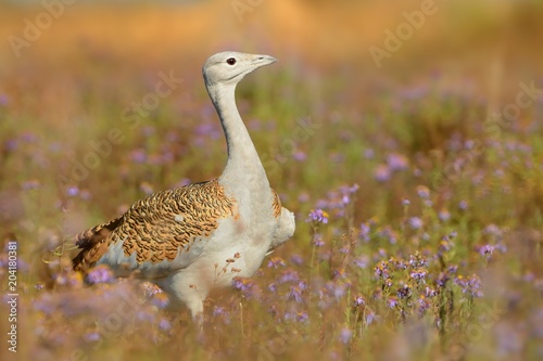 Great Bustard (otis tarda) sitting on the meadow with beautiful orange background in the morning