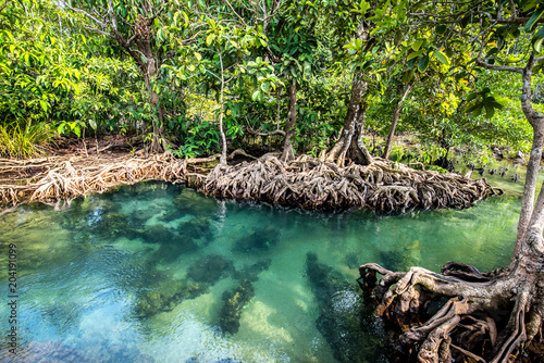 Clear stream in mangrove forests, Krabi province Thailand.