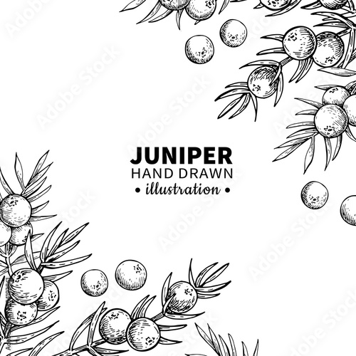 Juniper vector drawing frame. Isolated vintage template of berr