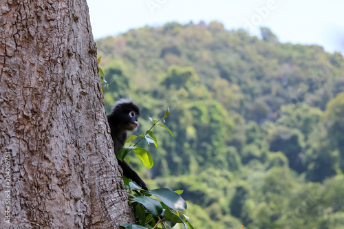 Wild animals,Leaf monkey or Dusky langur jumping on the treetops