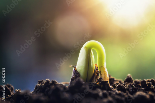 new green sprout growing on soil with sunshine