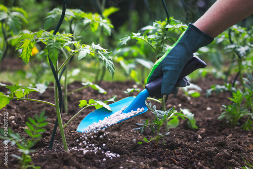 Farmer giving granulated fertilizer to young tomato plants 