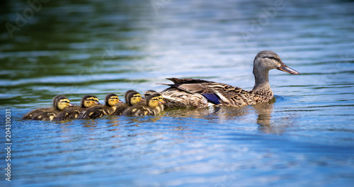 Female Mallard duck (Anas platyrhynchos) and adorable ducklings swimming in lake