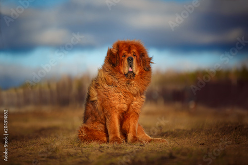 Beautiful dog breed Tibetan mastiff on a nature background.