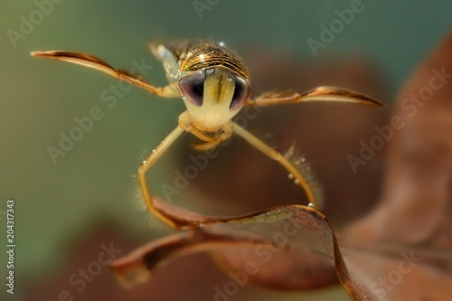 The lesser water boatman (Corixa punctata) captured under water. The water-dwelling insect close up on the brown leaf