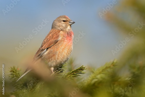 Eurasian Linnet - Carduelis cannabina male