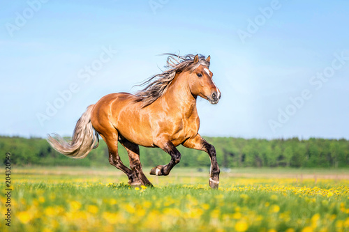 Beautiful horse running on a summer meadow covered with dandelions.