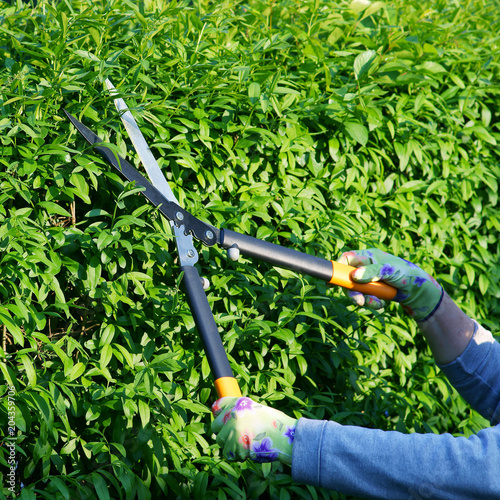 Privet hedge pruning