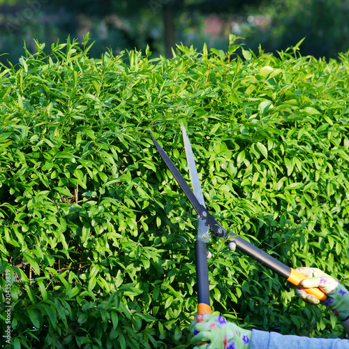 Privet hedge pruning