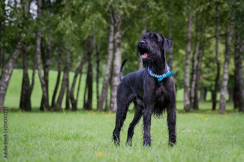 Giant Schnauzer in green background. Summer park.