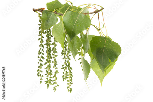 a branch of a poplar with green leaves on a white background