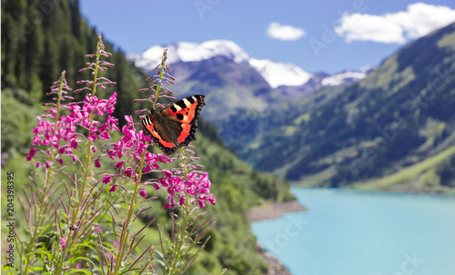 Bergblumen vor Bergsee