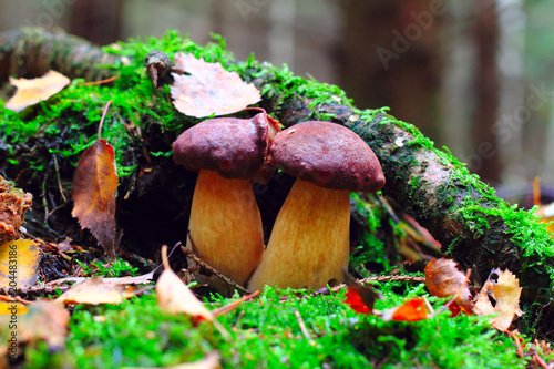 edible mushrooms in the forest litter - bay bolete