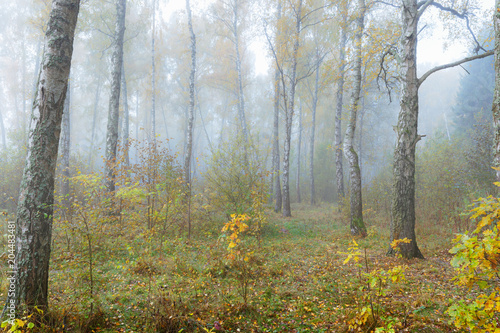 Misty morning in the woods in the fall. Morning, autumn. Birch grove near the city.
