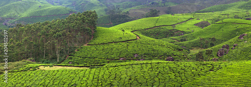 Panorama of tea plantations in Western Ghats range of mountain, Munnar, Kerala, South India