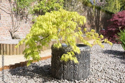 Acer palmatum or Japanese maple shrub growing in a container in an oramental garden with gravel surround.