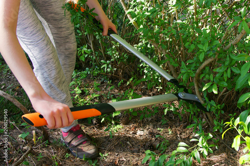 Cut with bypass lopper old shoots of shrubs / Ligustrum /