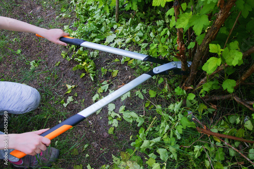 Cut with bypass lopper old shoots of shrubs / Physocarpus opulifolius /