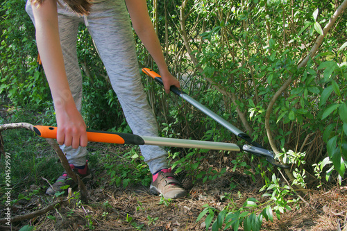 Cut with bypass lopper old shoots of shrubs / Ligustrum /