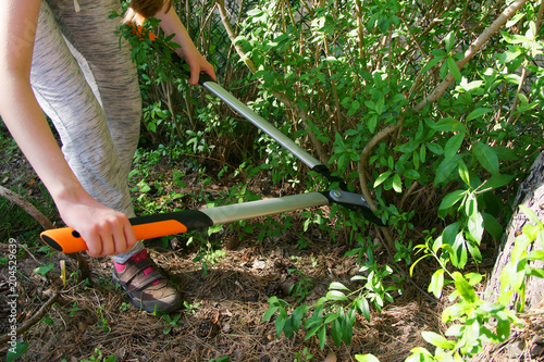 Cut with bypass lopper old shoots of shrubs / Ligustrum /