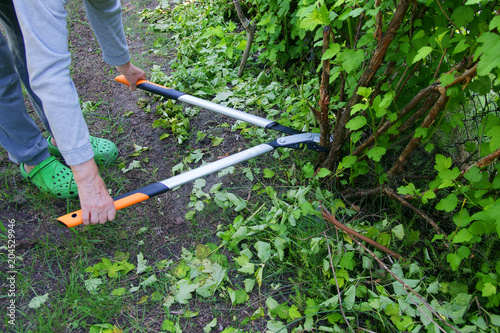 Cut with bypass lopper old shoots of shrubs / Physocarpus opulifolius /