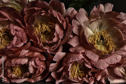 Peony flowers dark photo vintage hipster style. lush buds in drops. Velvet artistic photo 