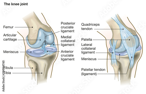 The knee joint, anatomy, medical illustration with caption