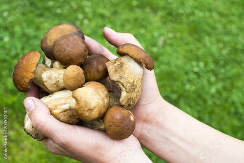 Handful of porcini mushrooms