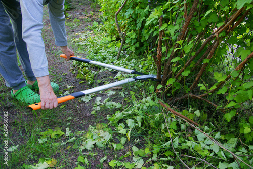 Cut with bypass lopper old shoots of shrubs / Physocarpus opulifolius /