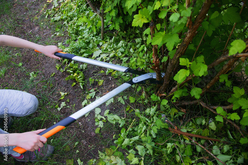 Cut with bypass lopper old shoots of shrubs / Physocarpus opulifolius /