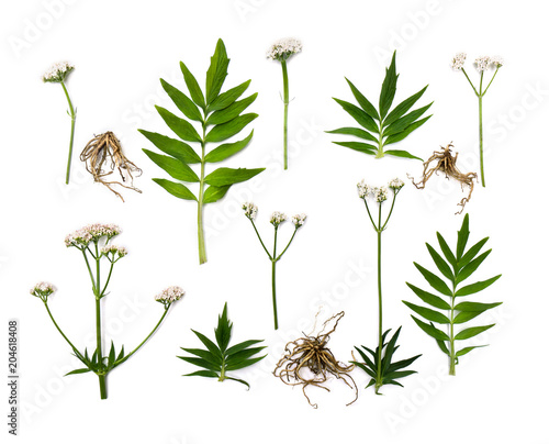 Flowers, leaves and roots Valerian (Valeriana officinalis) on white background. Other names: garden valerian, garden heliotrope and all-heal
