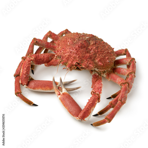 Whole cooked spider crab