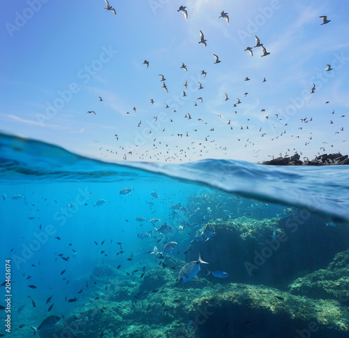 Seabirds (Mediterranean gulls ) flying in the sky and a shoal of fish with rocks underwater sea, split view above and below water surface, Spain, Costa Brava