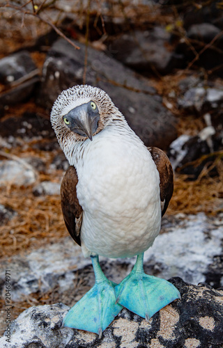 Blue-footed Booby looking at camera