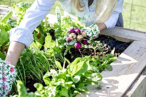 Woman is harvesting radishes from the raised bed