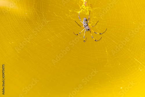 toile dorée de l'araignée Nephila inaurata ardentipes