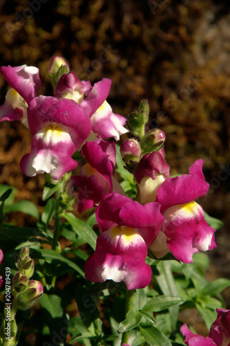 Antirrhinum; snapdragons in cottage garden