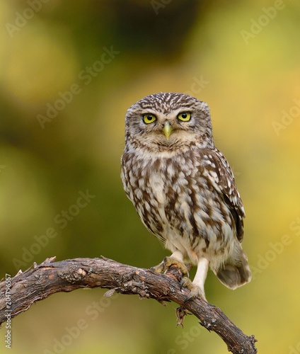 A little owl perched on a branch.