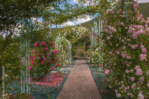 Meraviglioso arco creato con le rose in un giardino incantato