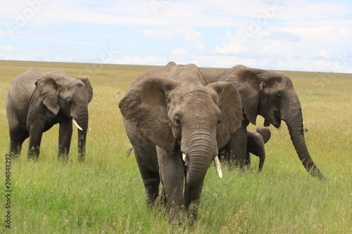 african elehant, Family, Tanzania