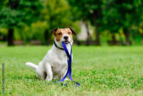 Sad lost dog with leash in mouth as concept of abandon pet needs adoption