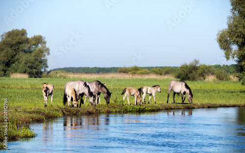 Półdzikie konie Tarpany nad rzeką Biebrzą
