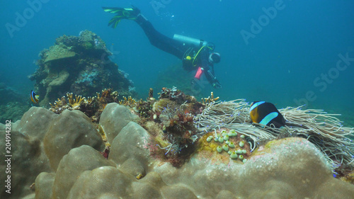 Scuba diver explores underwater coral reef and watching the fish.Scuba diver underwater in a tropical sea.Tropical fish on a coral reef. Diving and snorkeling in the tropical sea. Philippines, Mindoro