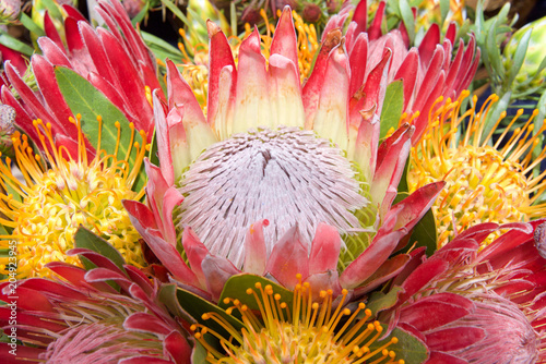 Bouquet of protea flowers, pincushion, sugarbush. Proteas are currently cultivated in over 20 countries. The Protea flower is said to represent change and hope.