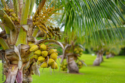 A bunch of coconuts ripening on a dwarf coconut tree on the Big Island of Hawaii
