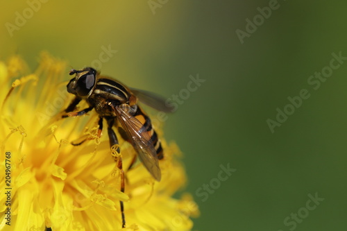 Hoverfly