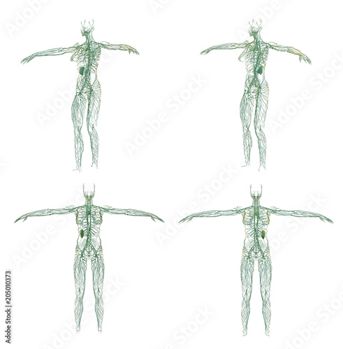 3D rendering illustration of the lymphatic system