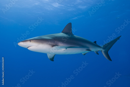 Caribbean reef shark bottom up from the side in clear blue water