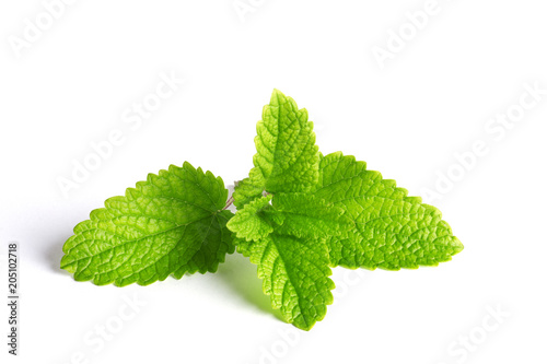 Melissa leaves isolated on a white background. Fresh herb spice