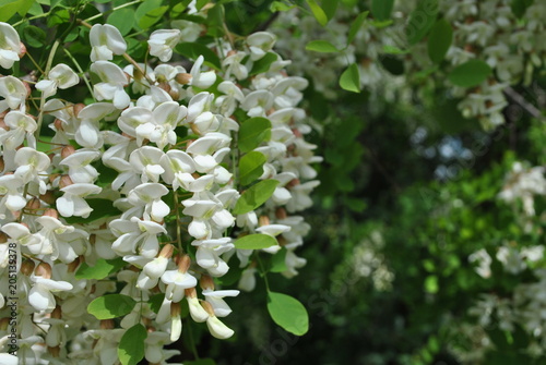 Kwitnący grochodrzew - Robinia, akacja